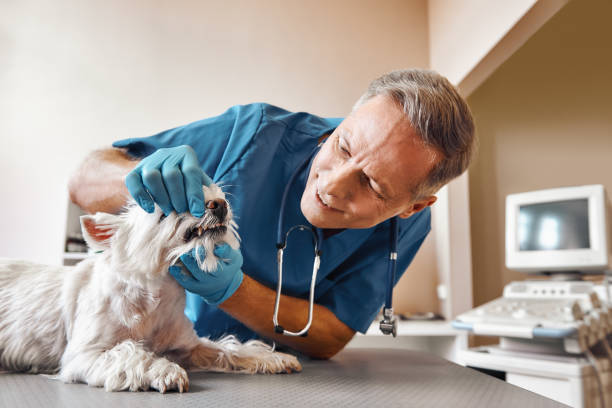 Best 24-Hour Emergency Dental Care in Oak Grove Heights, AR